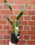 Strelitzia Reginae (Bird of Paradise) - 14cm Pot Folia House