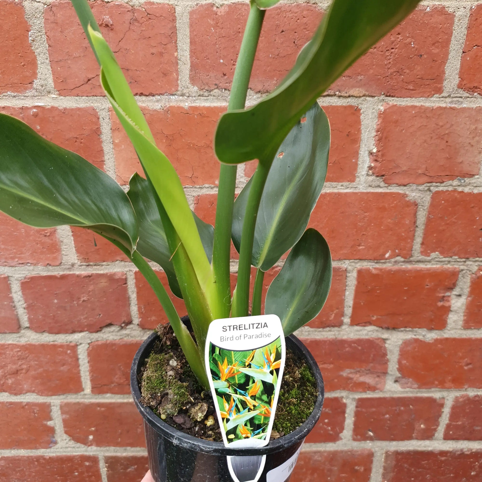Strelitzia Reginae (Bird of Paradise) - 14cm Pot Folia House