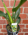 Strelitzia Reginae (Bird of Paradise) - 14cm Pot Folia House