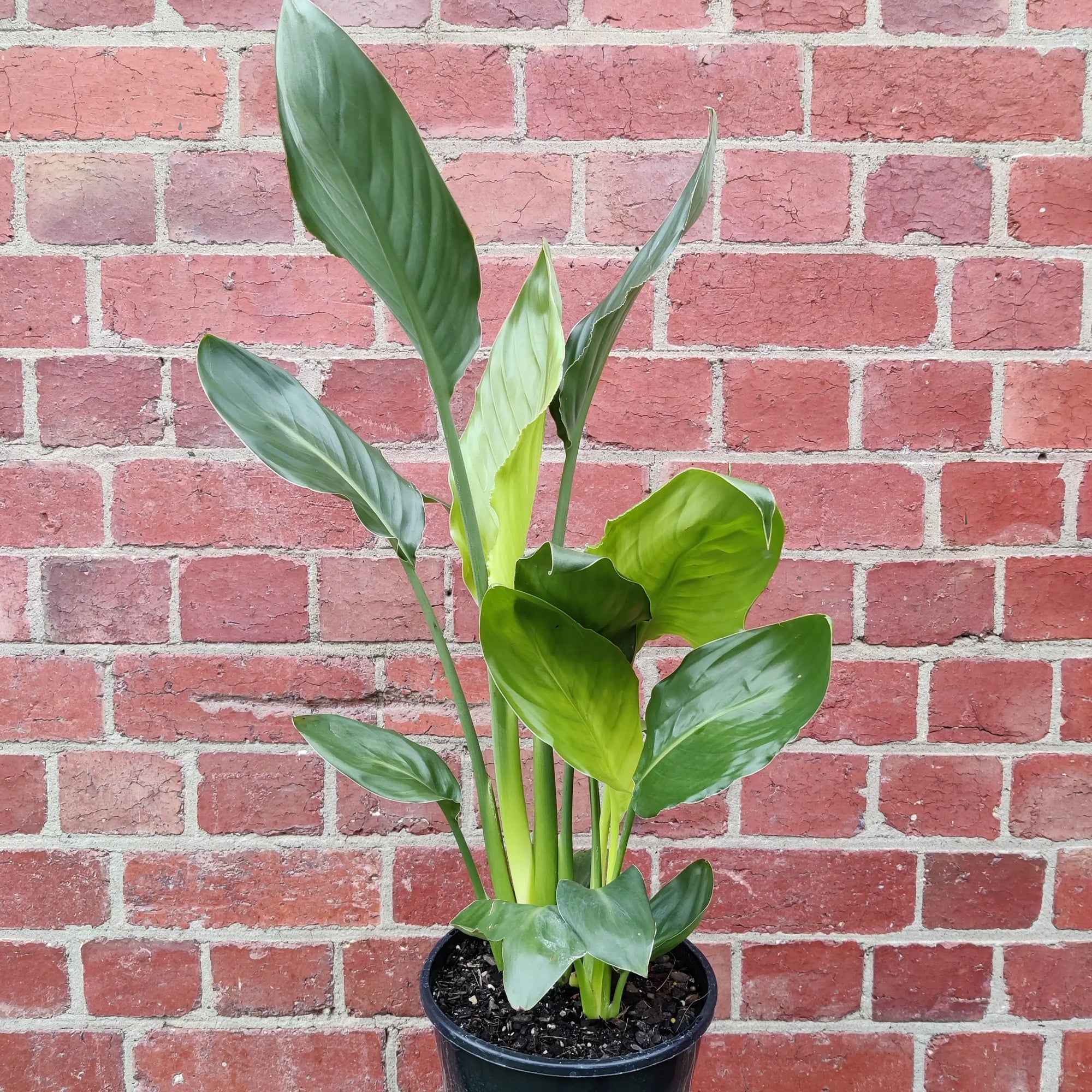 Strelitzia Reginae (Bird of Paradise) - 20cm Pot Folia House