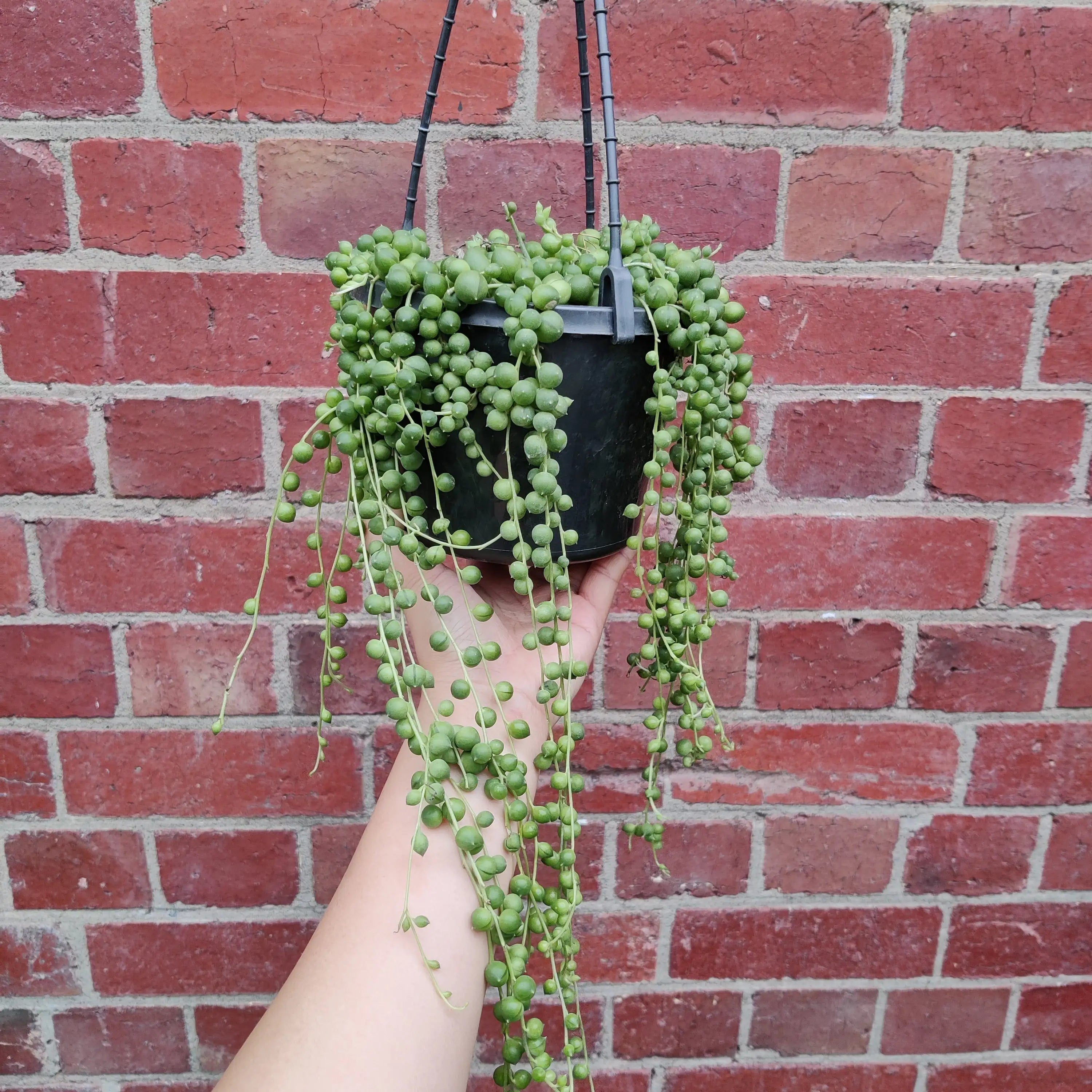 String of pearls (Senecio rowleyanus)