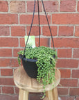 String of Pearls (Senecio rowleyanus) - 20cmHB Folia House