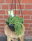String of Pearls (Senecio rowleyanus) - 20cmHB Folia House