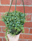 String of Turtles (Peperomia Prostrata) - 13cmHB Folia House