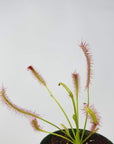 Sundew Folia House