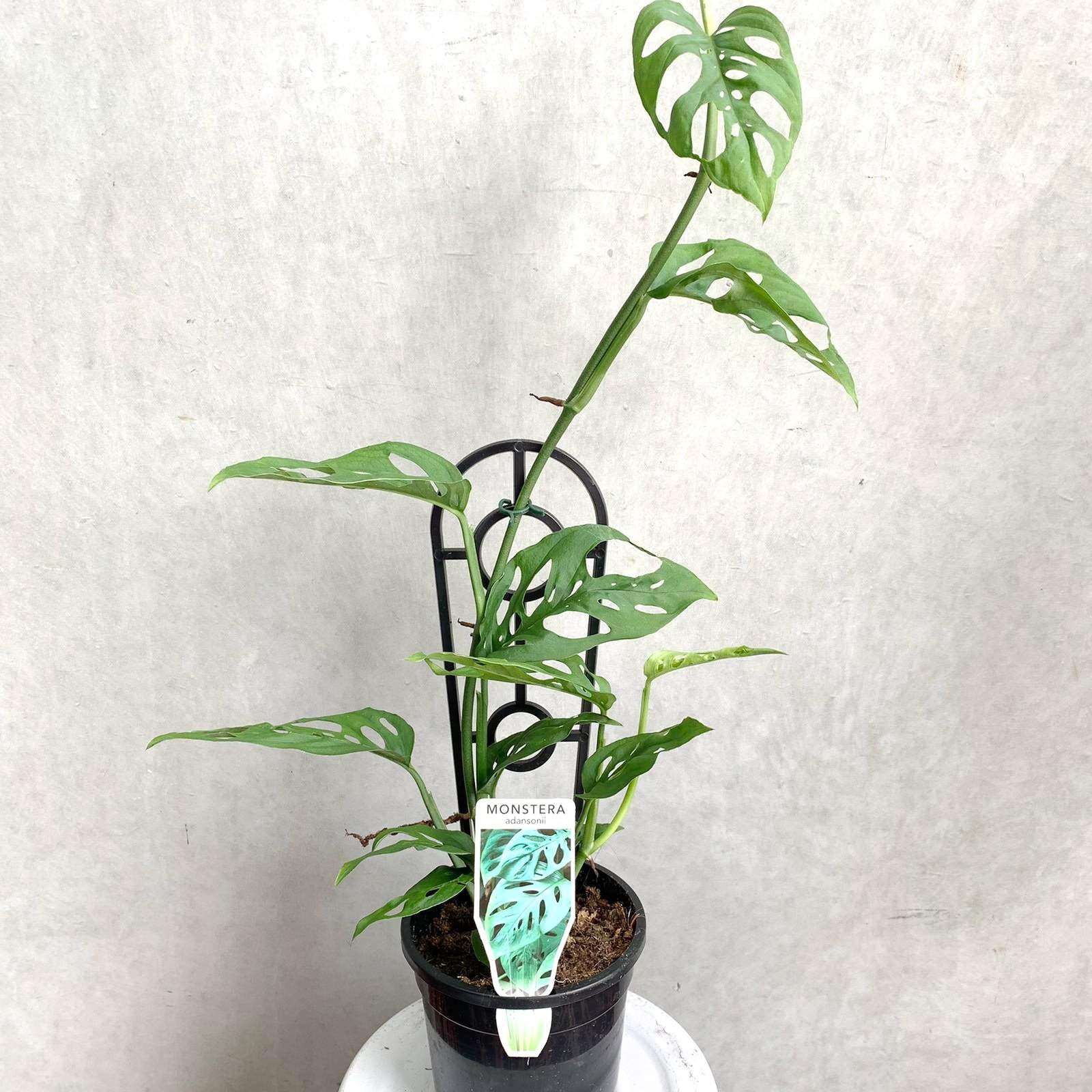 Swiss Cheese (Monstera Adansonii) - 13cm pot Folia House