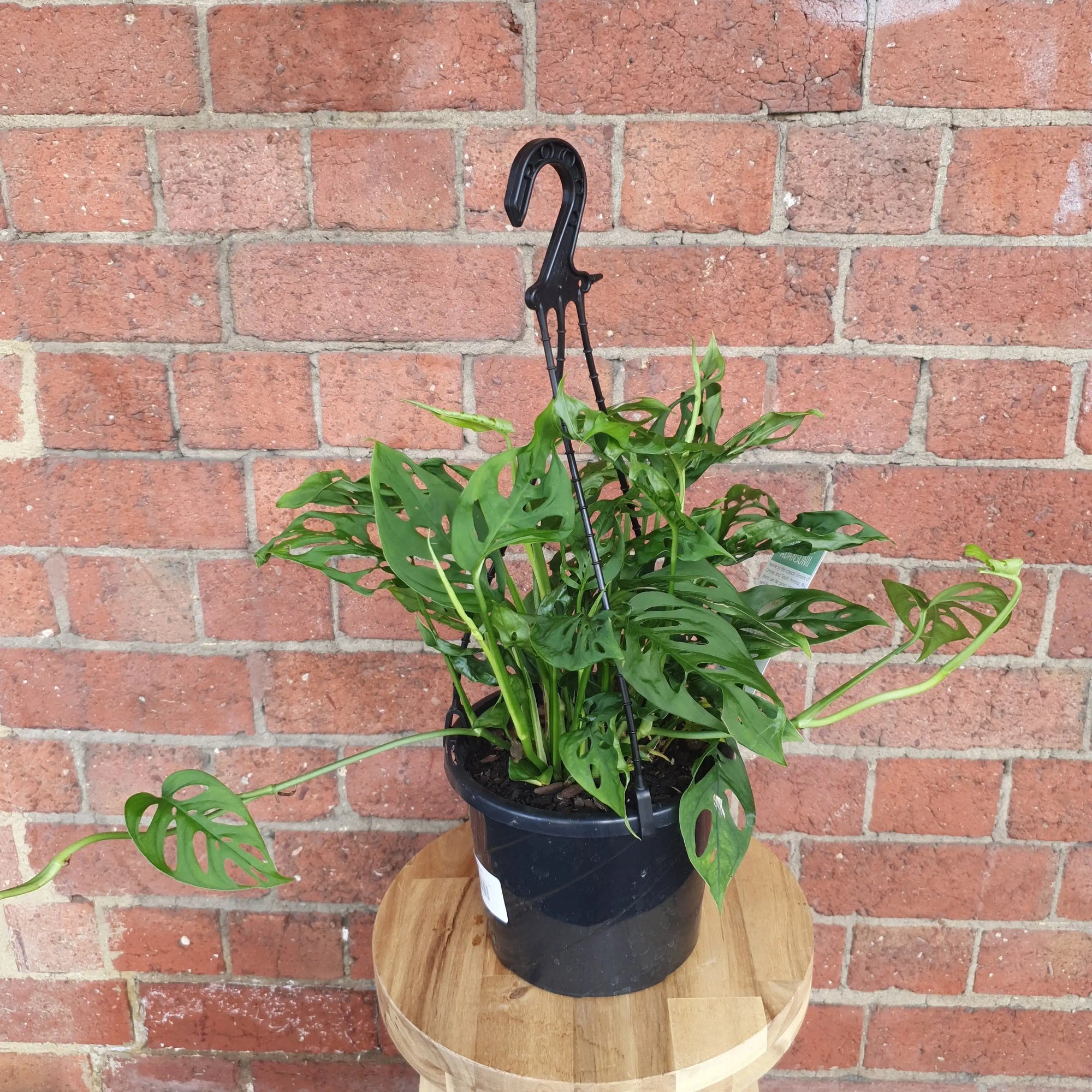 Swiss Cheese (Monstera Adansonii) - 20cm Hanging basket Folia House