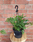 Swiss Cheese (Monstera Adansonii) - 20cm Hanging basket Folia House