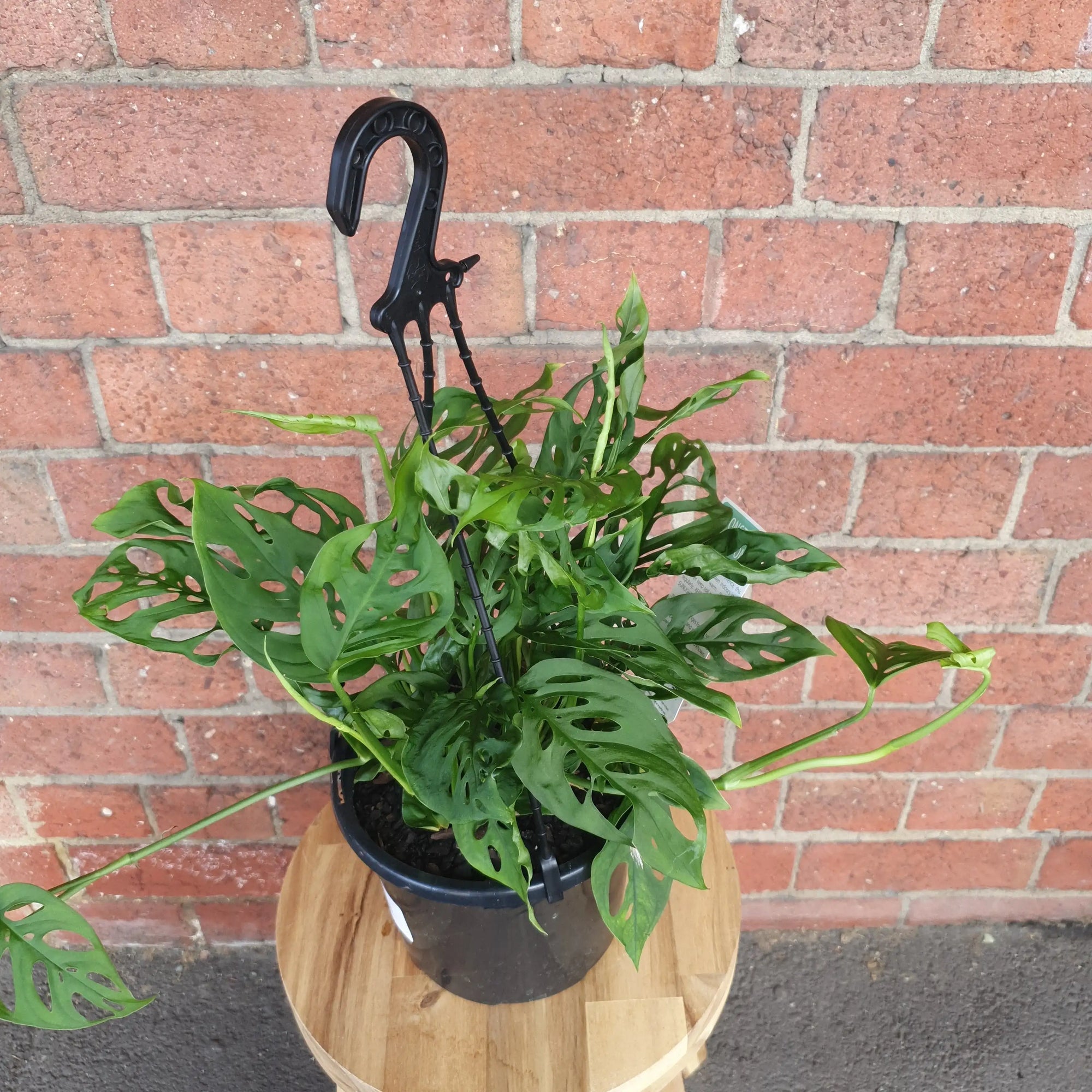 Swiss Cheese (Monstera Adansonii) - 20cm Hanging basket Folia House
