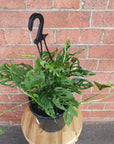 Swiss Cheese (Monstera Adansonii) - 20cm Hanging basket Folia House