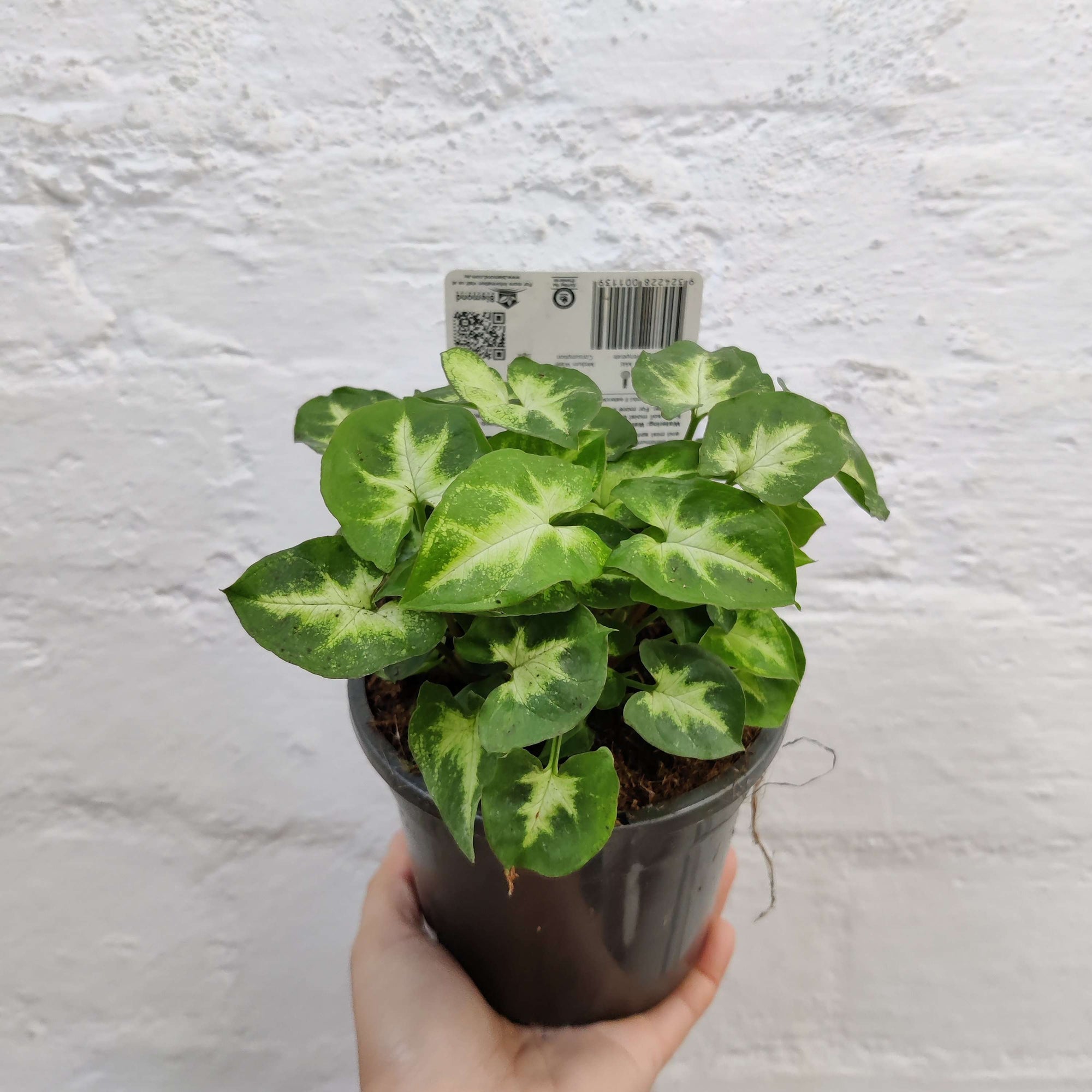 Syngonium Podophyllum Pixie Folia House