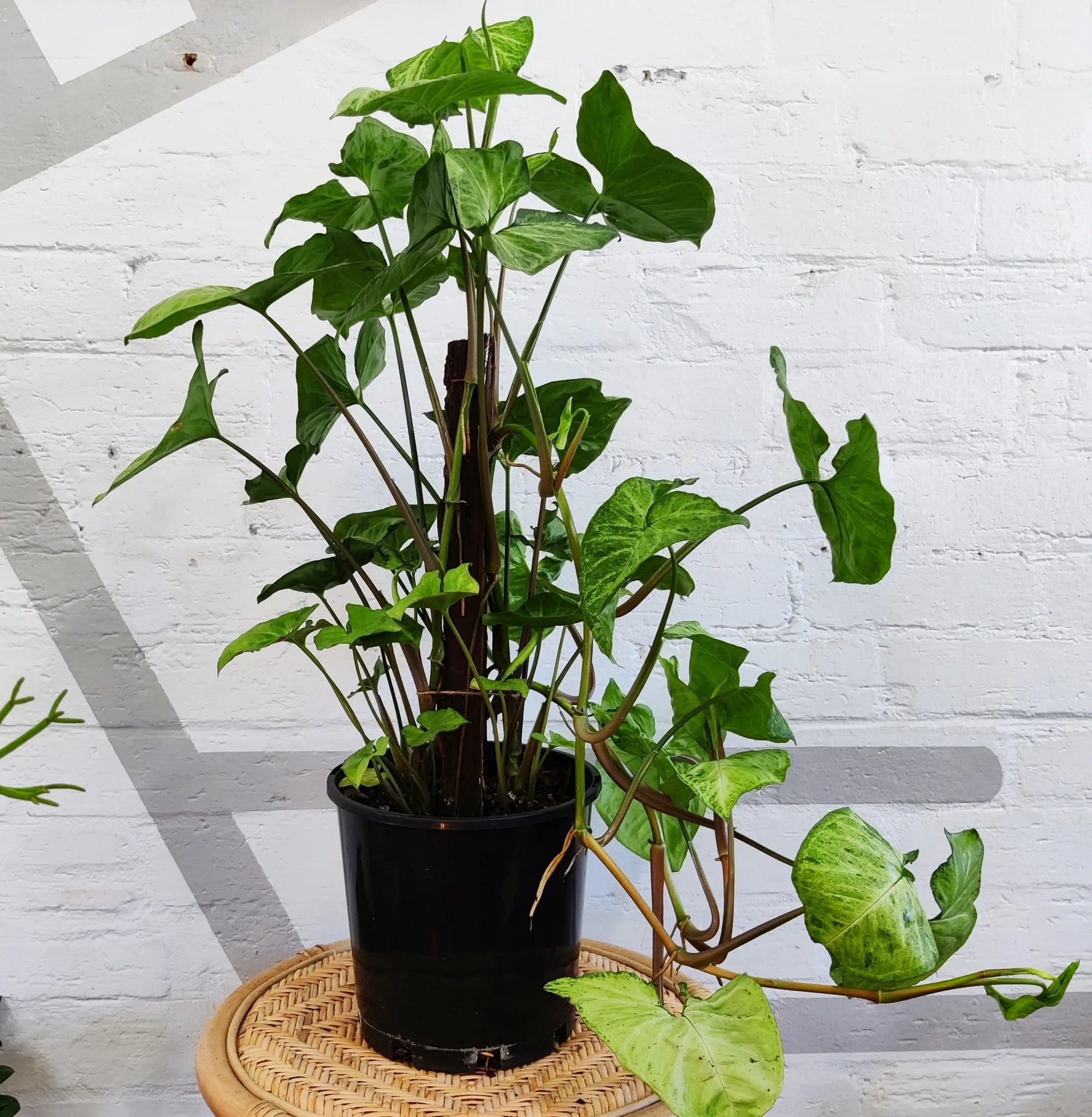 Syngonium Podophyllum White Butterfly - 20cm Pot Folia House