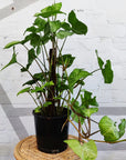 Syngonium Podophyllum White Butterfly - 20cm Pot Folia House