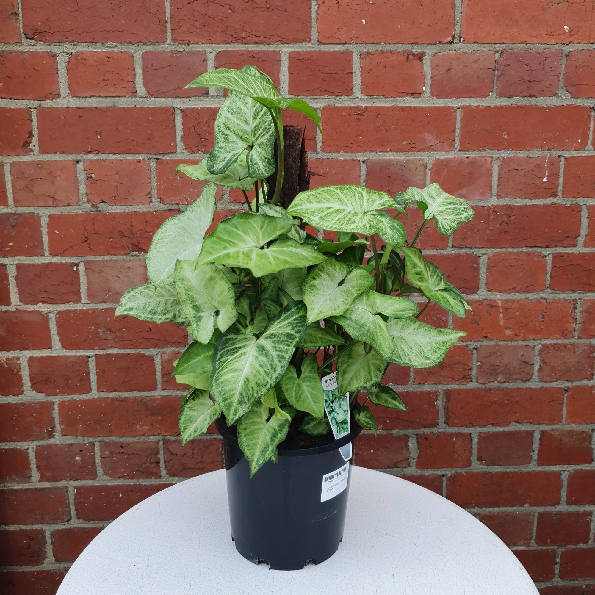Syngonium Podophyllum White Butterfly - 20cm Pot Folia House
