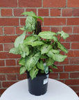 Syngonium Podophyllum White Butterfly - 20cm Pot Folia House