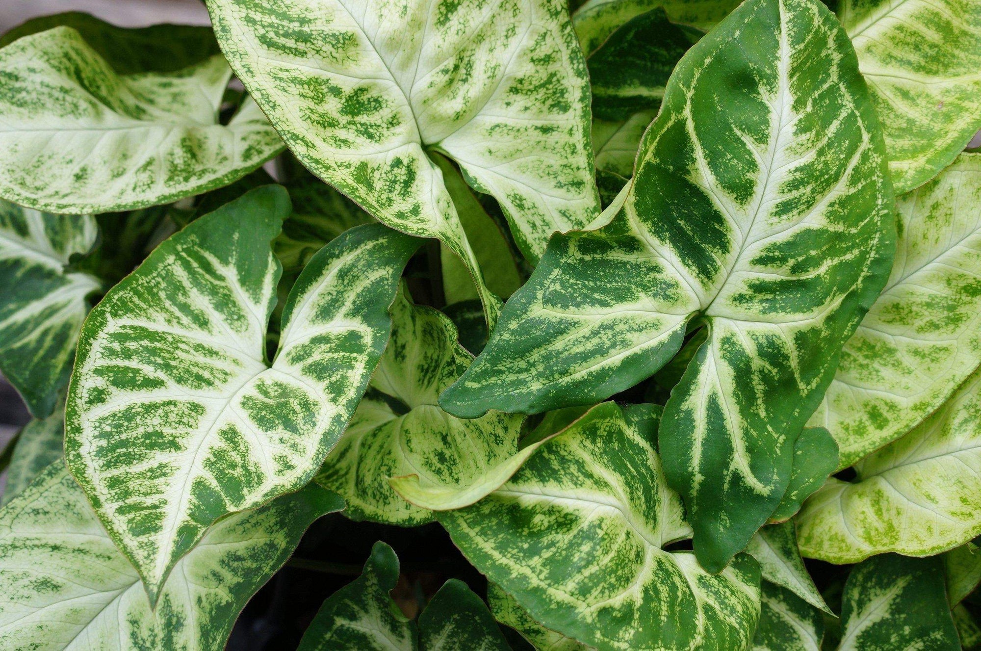 Syngonium Podophyllum White Butterfly Folia House