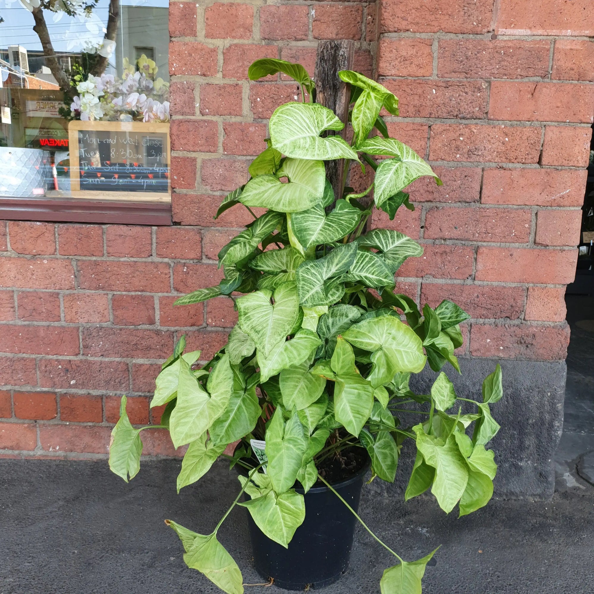Syngonium Podophyllum White Butterfly Totem - 25cm Folia House