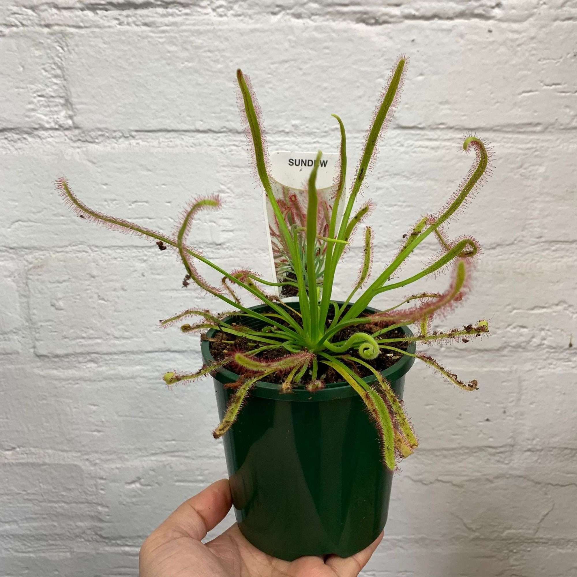 Tall Sundew - 10cm Pot Folia House