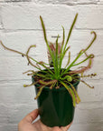 Tall Sundew - 10cm Pot Folia House