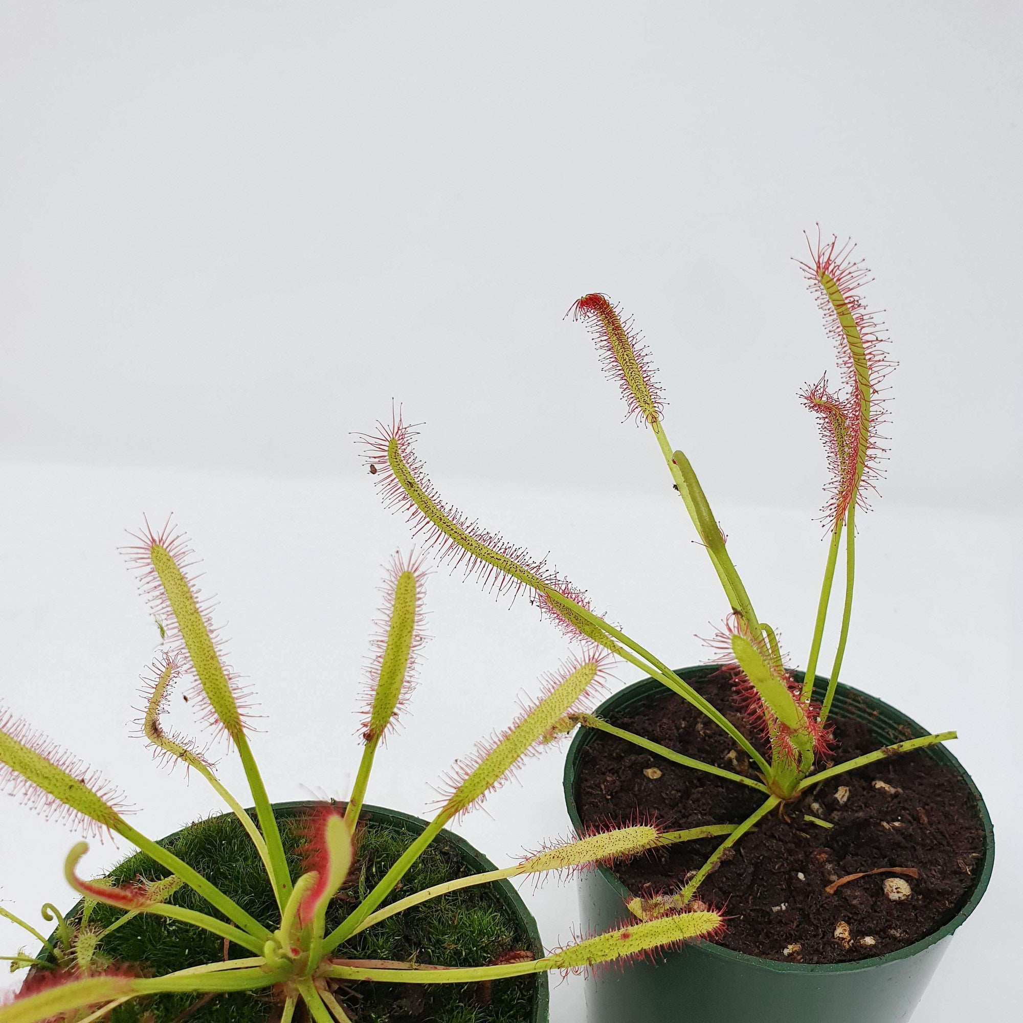 Tall Sundew - 7cm Pot Folia House