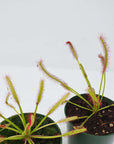 Tall Sundew - 7cm Pot Folia House