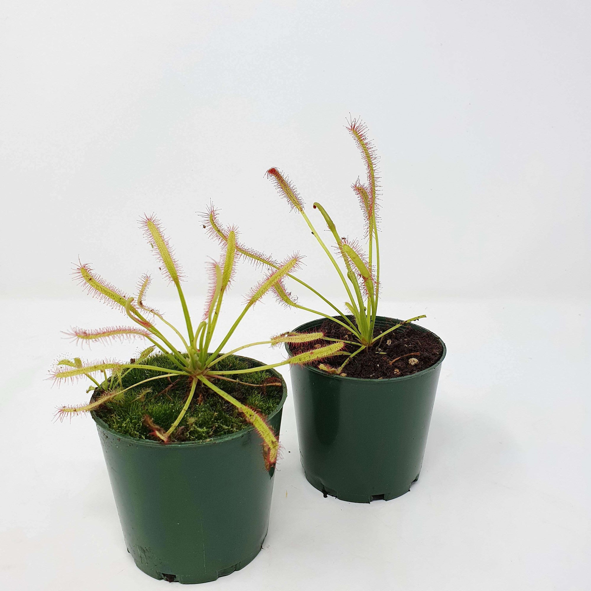 Tall Sundew - 7cm Pot Folia House