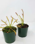 Tall Sundew - 7cm Pot Folia House
