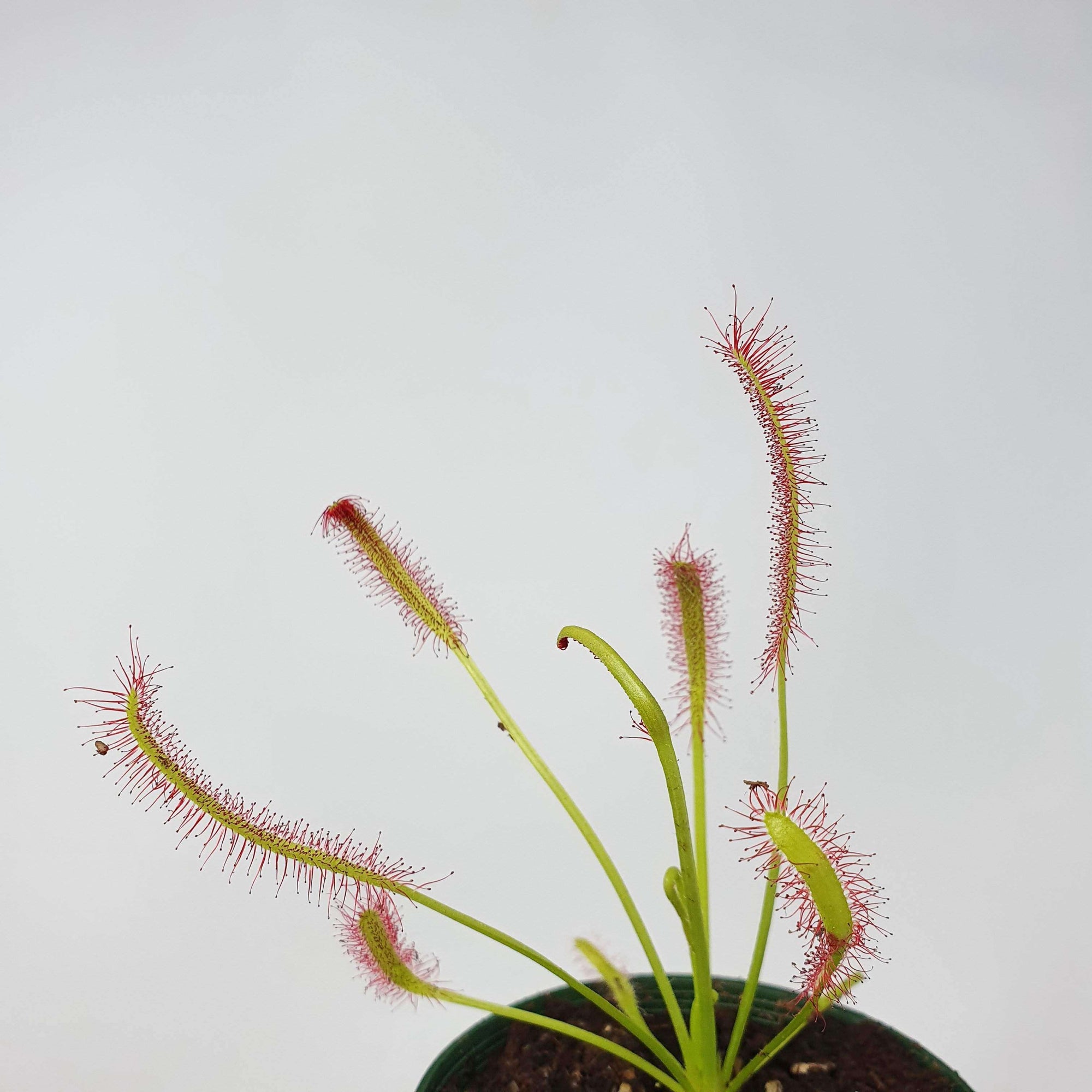 Tall Sundew - 7cm Pot Folia House