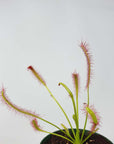 Tall Sundew - 7cm Pot Folia House