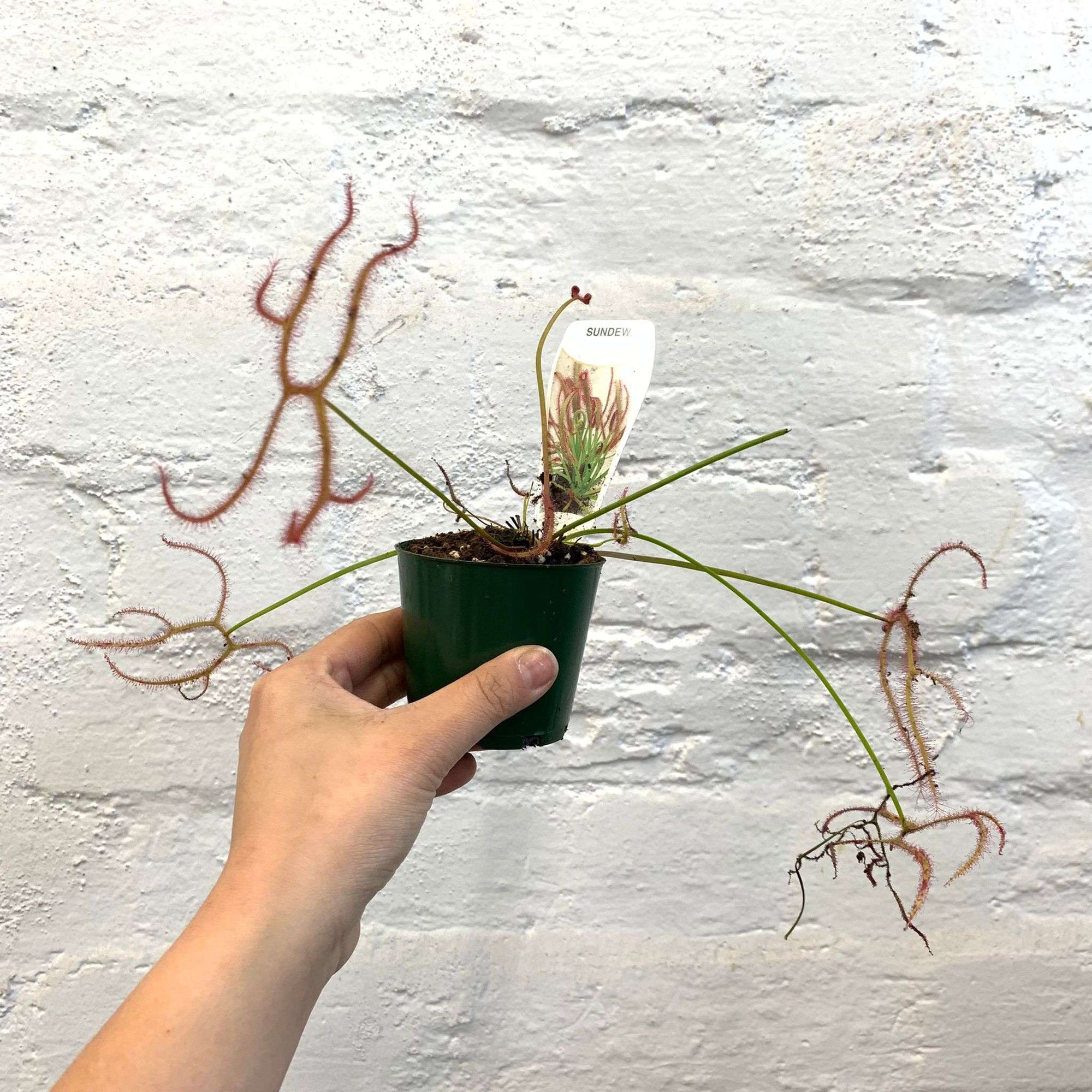 Tall Sundew - 7cm Pot Folia House