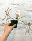 Tall Sundew - 7cm Pot Folia House