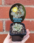 Titanopsis calcarea - 7cm pot Folia House