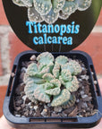 Titanopsis calcarea - 7cm pot Folia House