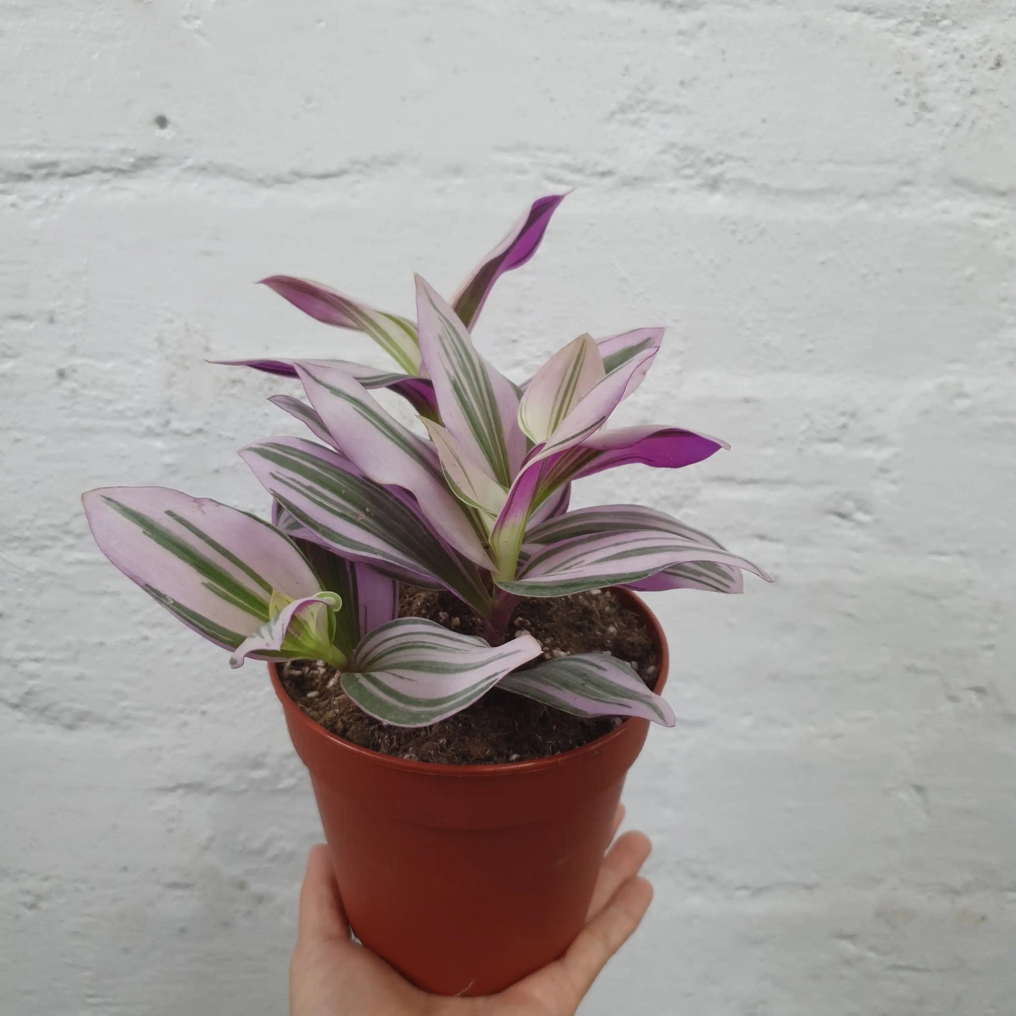 Tradescantia Nanouk 12cm pot Folia House