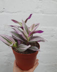 Tradescantia Nanouk 12cm pot Folia House
