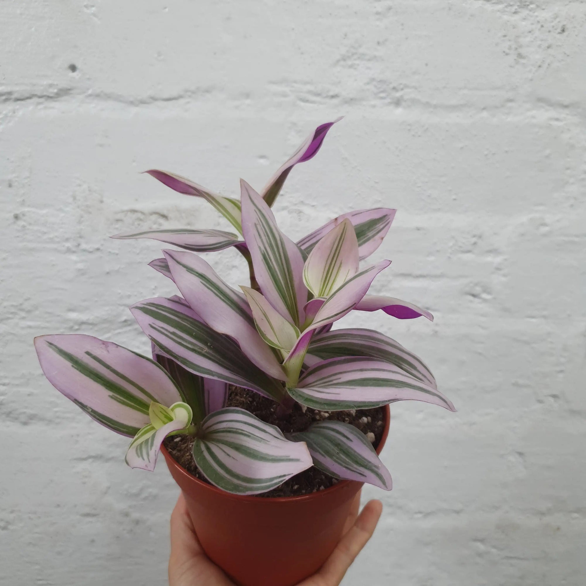 Tradescantia Nanouk 12cm pot Folia House