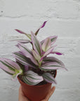 Tradescantia Nanouk 12cm pot Folia House
