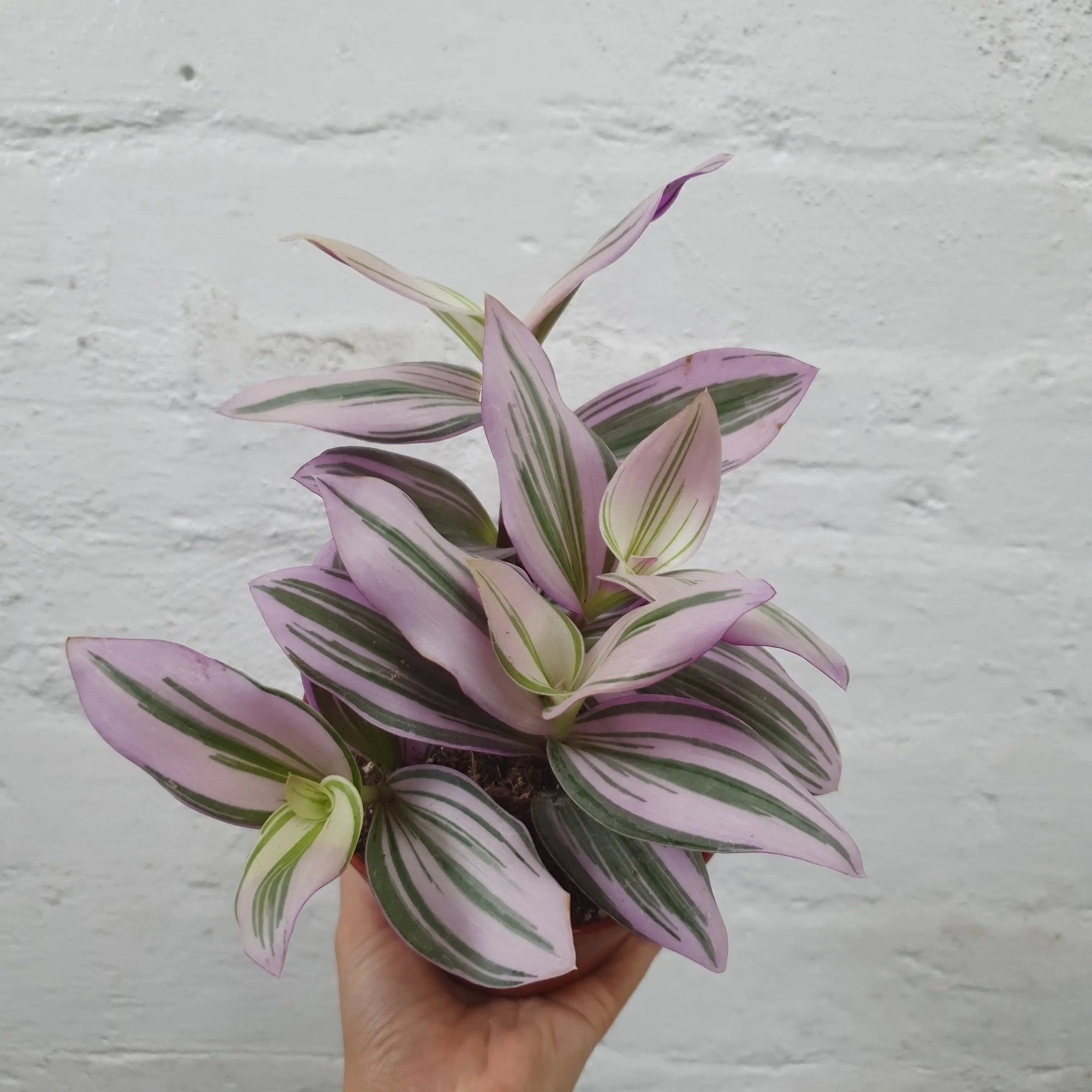 Tradescantia Nanouk 12cm pot Folia House