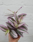 Tradescantia Nanouk 12cm pot Folia House
