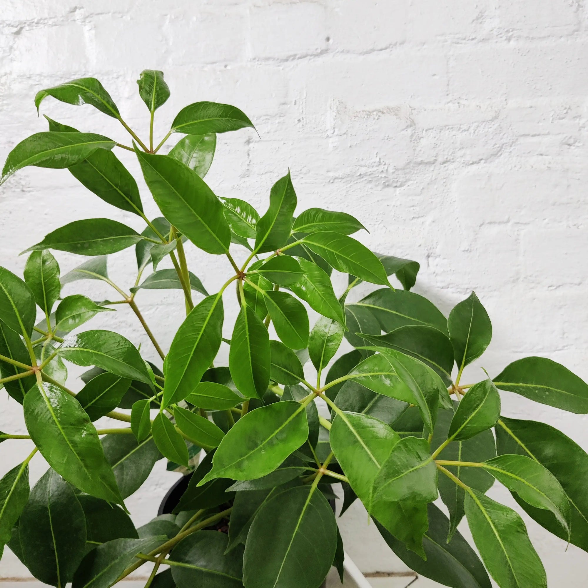 Tupidanthus calyptratus - 20cm pot Folia House