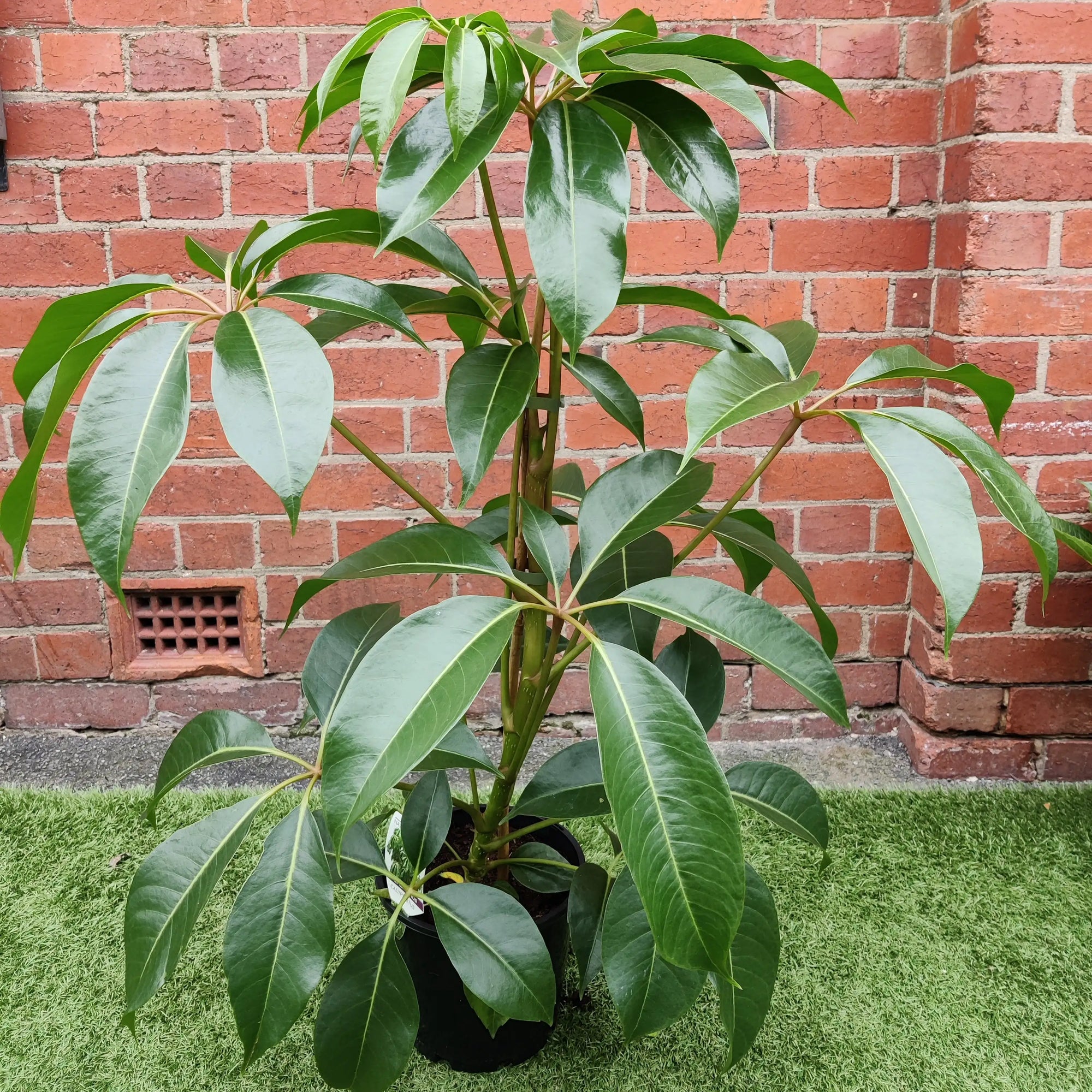Tupidanthus calyptratus - 20cm pot Folia House