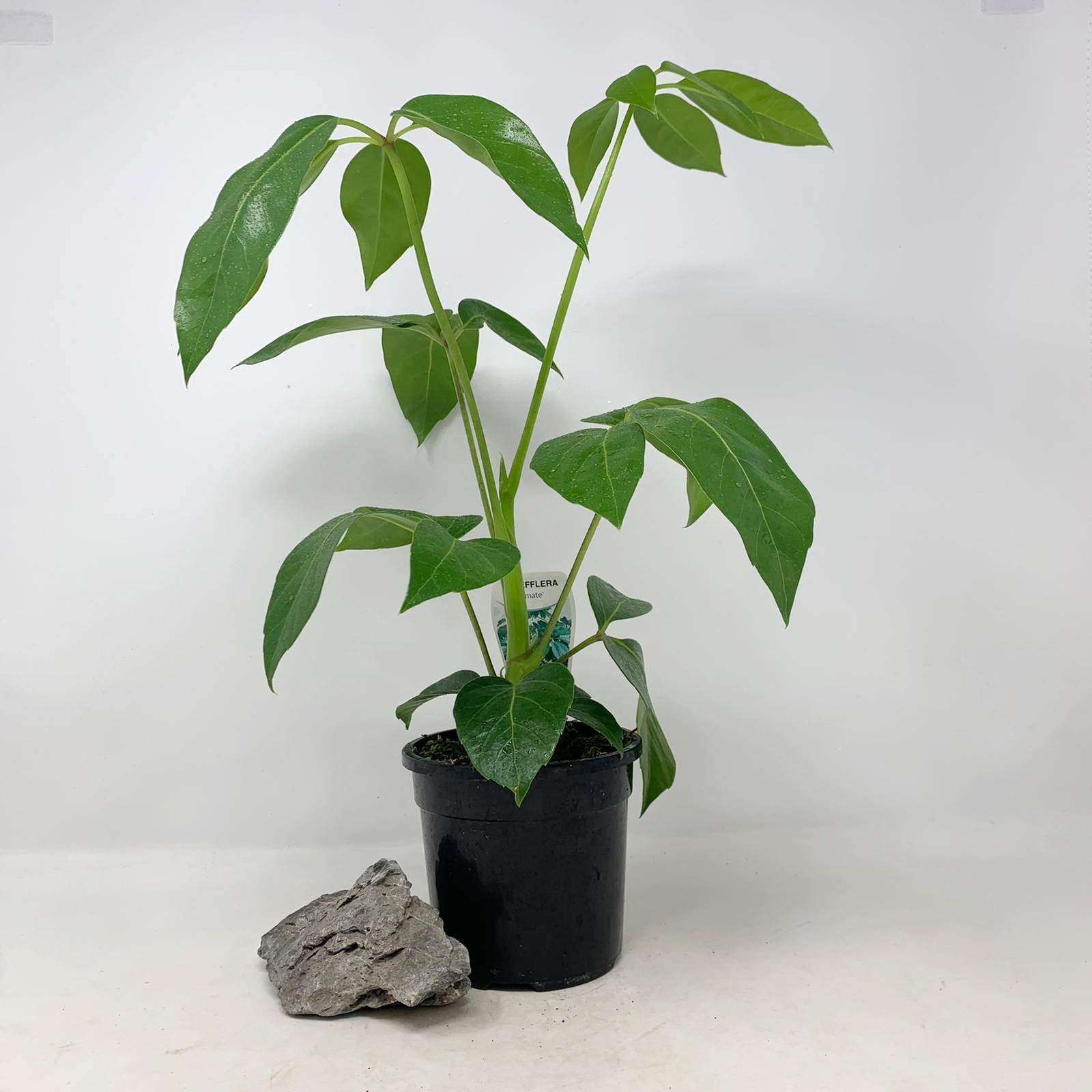 Umbrella Plant (Schefflera Amate) - 13cm Pot Folia House