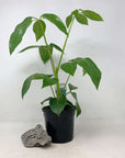 Umbrella Plant (Schefflera Amate) - 13cm Pot Folia House