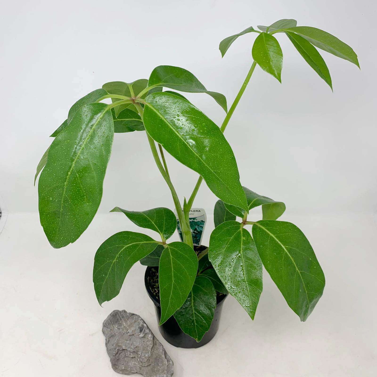 Umbrella Plant (Schefflera Amate) - 13cm Pot Folia House