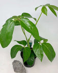 Umbrella Plant (Schefflera Amate) - 13cm Pot Folia House