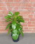 Umbrella Plant (Schefflera Amate) - 20cm Pot Folia House