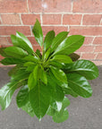 Umbrella Plant (Schefflera Amate) - 20cm Pot Folia House