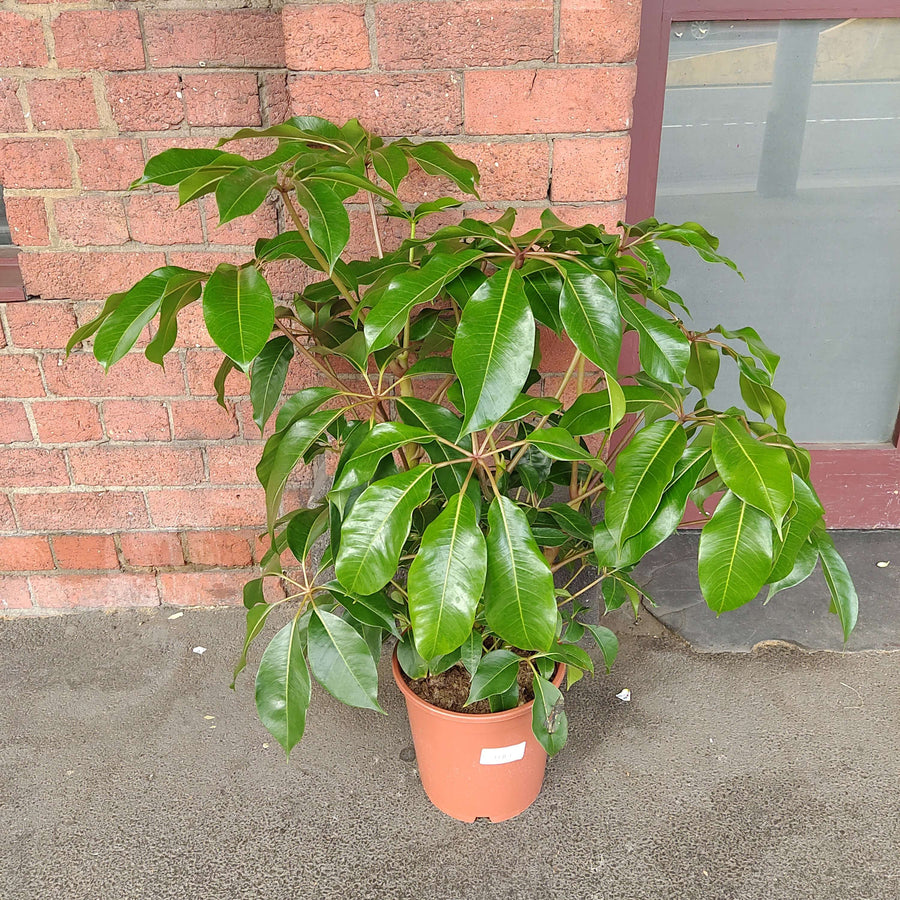 Umbrella Plant (Schefflera Amate) - 25cm Pot Folia House