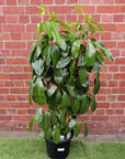 Umbrella Plant (Schefflera Amate) - 30cm Pot Folia House
