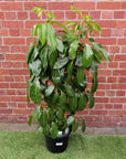Umbrella Plant (Schefflera Amate) - 30cm Pot Folia House